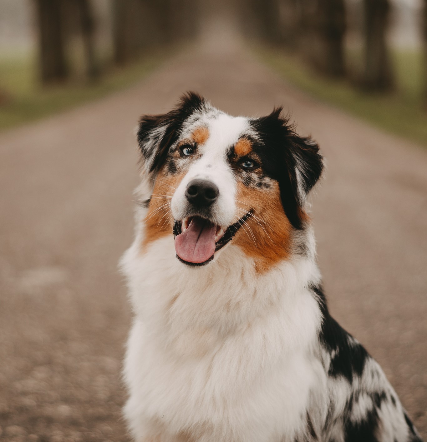 Tierfotografie — Tiere